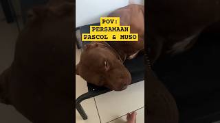 PERSAMAAN PASCOL amp MUSSO pascol ketuanagahitam musso floki videolucu shortvideo [upl. by Tletski]