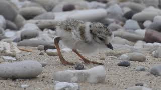 Piping Plover chicks first steps [upl. by Freddi]