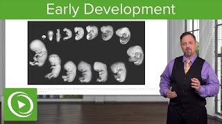 Embryology Introduction amp Early Stages  Lecturio [upl. by Neeruan958]