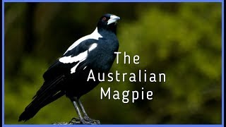 The Australian Magpie [upl. by Furie]