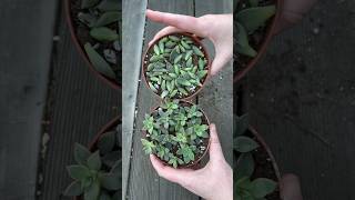 How To Propagate Succulents Graptosedum ‘Vera Higgins’ [upl. by Anaitat]