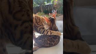 Bengal kittens fun😻 What’s up with the bengal cat M [upl. by Clementia230]