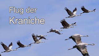 Der Flug der Kraniche  Ende Oktober 2019 [upl. by Davina255]