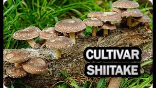 Como Cultivar Seta Shiitake En Casa  La Huertina De Toni [upl. by Darelle]