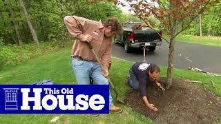 How to Properly Mulch Around a Tree  This Old House [upl. by Poulter637]