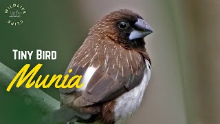 Whiterumped Munia  Munia Bird [upl. by Ellerd950]