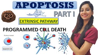 Apoptosis Programmed Cell DeathCell DeathCancer BiologyCell BiologyCSIRNETGATEIITJAMDBTICMR [upl. by Nicoli]