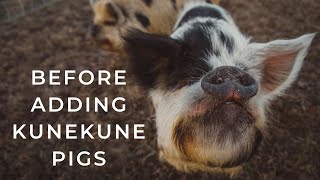 5 Things WE WISH WE KNEW BEFORE Getting KuneKune Pigs [upl. by Cilo806]