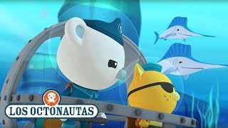 Los Octonautas Oficial En Español  Tiburones y pez espada [upl. by Noemys]