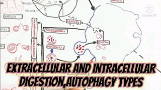 Extracellular And Intracellular DigestionAutophagy TypesSignificance [upl. by Maccarone]