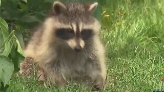 RACCOON ATTACKS l Growing concerns over racoon attacks in a British Columbia neighbourhood [upl. by Lionello673]