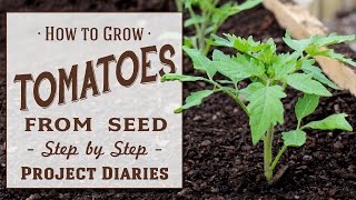 ★ How to Grow Tomatoes from Seed A Complete Step by Step Guide [upl. by Panthia]