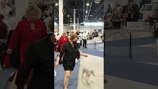 Euro Dog Show 2021 Budapest  Bedlington Terrier Best Of Breed Competition [upl. by Eirellam]