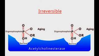 Organophosphate Poisoning animation [upl. by Say]