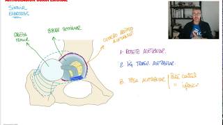 articulacion coxofemoral [upl. by Mmada]