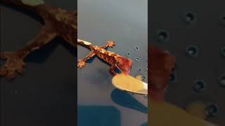 Crested Gecko Hatchling 1st Feeding  eats my neighbors cat [upl. by Flossie]