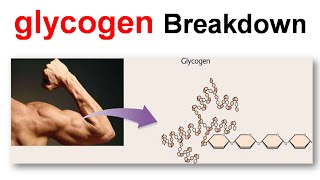 Breakdown of glycogen [upl. by Daley]