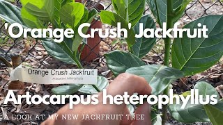 Orange Crush Jackfruit  Artocarpus heterophyllus [upl. by Ytnom]