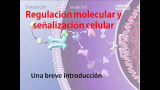 Regulación Molecular en Embriología [upl. by Chadwick539]