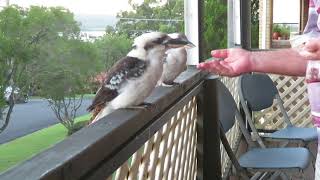 Australien Reise Doku Tiere Eisvogel frisst aus der Hand [upl. by Yelyah222]