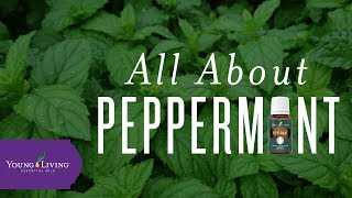 All About Peppermint  Young Living Essential Oils [upl. by Anoerb]