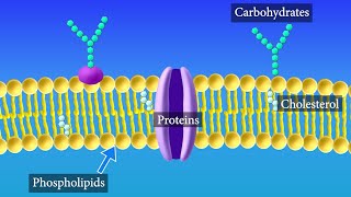 Cell Membrane Structure and Function [upl. by Darken]