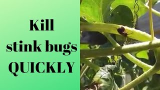 How to kill stink bugs without them stinking [upl. by Macleod]