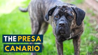 Presa Canario Is The Canary Mastiff The Ultimate Canine Guardian [upl. by Donnell]