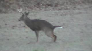 Whitetail Buck Breeding a Doe in Yazoo County Mississippi [upl. by Nwahsid]