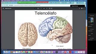 Introdução a neuroanatomia e neuromodulação  parte 1 [upl. by Lleynad188]