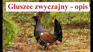 Głuszec zwyczajny  opis i ciekawostki [upl. by Diandra]