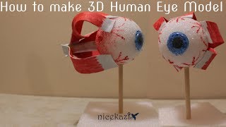 How to make 3D human eye model for school kids science project STEM project easy way [upl. by Tucker]