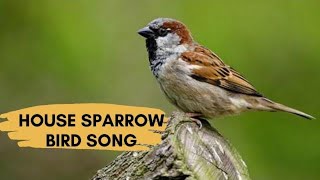 House Sparrow Sounds Calling And Chirping [upl. by Pinebrook]