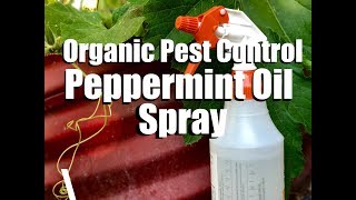 How to Use Pesticide Dust Properly  Pest Support [upl. by Kimmy]