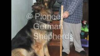 Large German Shepherds  Large German Shepherd breeder in PA [upl. by Zonnya382]