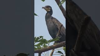 Beautiful Bird Cormorant ❤ cormorant cormorants views view birds shortsfeed wildlife watch [upl. by Weintrob566]