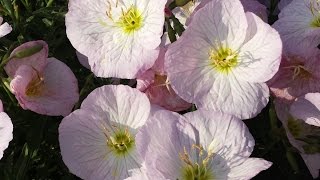 Best Perennials for Sun  Oenothera Sisikyou Evening Primrose [upl. by Giglio]