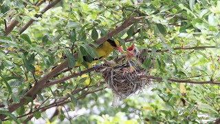 Black Naped Oriole  Journey from babies to fledging [upl. by Azelea]