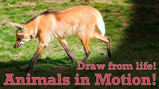 Draw from Life  Animals in Motion 22  Maned Wolf [upl. by Debora293]