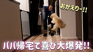 パパが帰宅してテンションMAXで喜びまくる子犬【トイプードル】 [upl. by Kutchins]