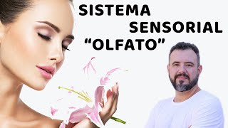 Sistema Sensorial Olfato [upl. by Isidoro]