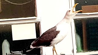 Seagull Sounds  Seagull Call  Seagulls Sounds  Seagull sound effect  Seagull Noises [upl. by Ellivro364]