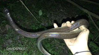 Sunbeam Snake  Herping Thailand [upl. by Helenka]