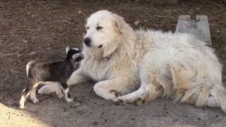 Tiny baby goats adorably play with Pyrenean Mountain Dog [upl. by Galligan]