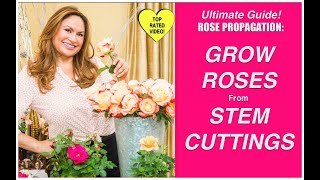 HOW TO MAKE MORE ROSE PLANTS🌹Grow Rose Plants From Cuttings Shirley Bovshow [upl. by Sotnas]