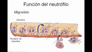 Función de los Neutrófilos [upl. by Lasyrc]