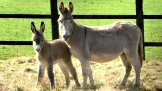 Donkey Sounds With Donkey Pictures [upl. by Dobbins656]