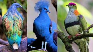 10 Most Beautiful Pigeons on Planet Earth [upl. by Akired]