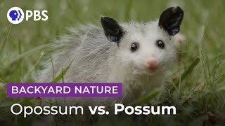 Mythbusting Opossum Facts  Backyard Nature [upl. by Vida]