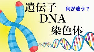 17【出生前診断①】DNA・染色体・遺伝子とは [upl. by Agarhs]